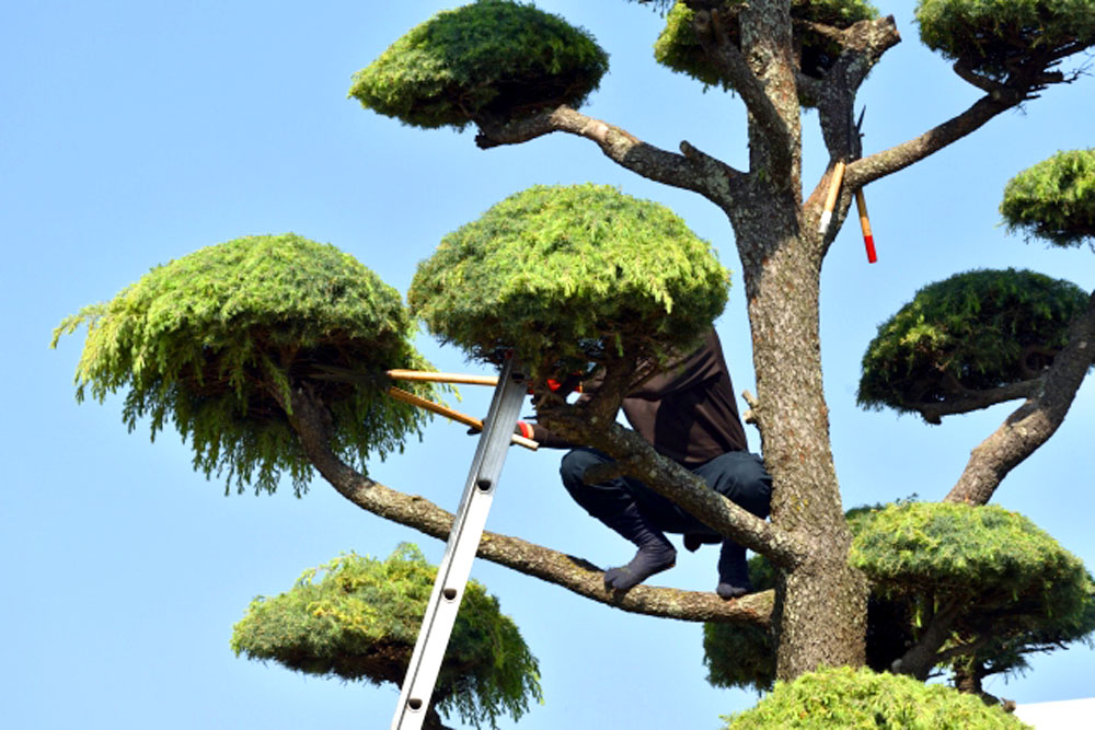 草刈り後の後始末を植木屋に頼む